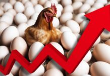 «Начинается цепная реакция…»: цены на яйца вырастут на 10%. Что еще подорожает